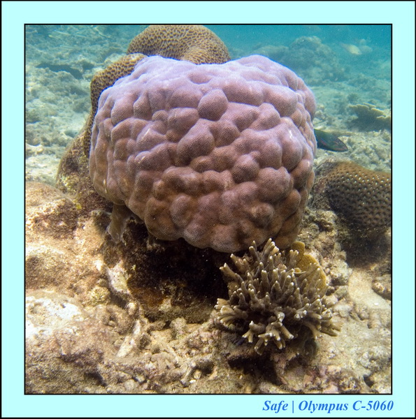 2006 - 07 - Kapas - Plongee 3 - 23